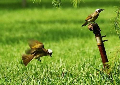 1520239414854477.jpg 1905873351.jpg